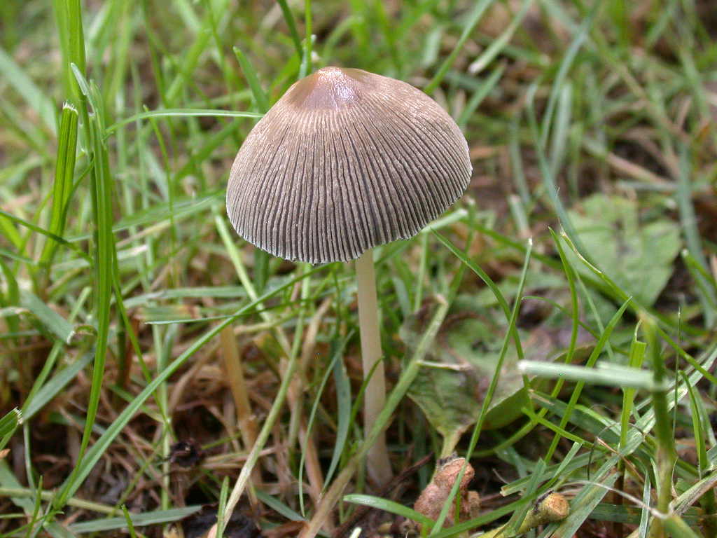 Parasola auricoma